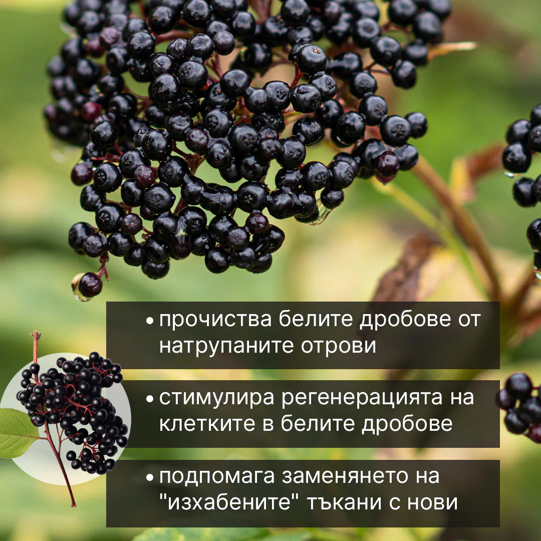 1. Черният бъз съдържа особен вид антиоксиданти, които изчистват белите дробове от отрови в дълбочина ⚠️